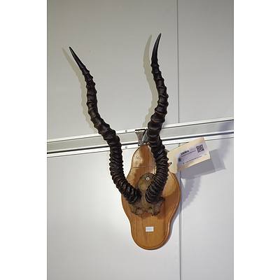 Mounted Set of Gazelle Horns Collected Circa 1970s