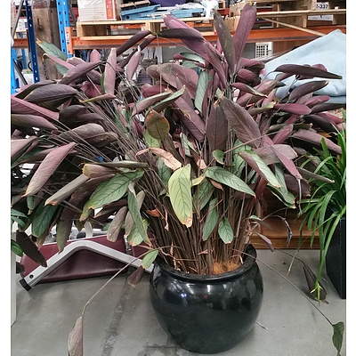 Advanced Grey Star(Calathea Ctenanthe Setosa)Indoor Plant With Fiberglass Cauldron Planter