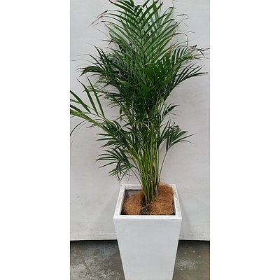 Golden Cane Palm(Dypsis Lutescens) Indoor Plant With Fiberglass Planter
