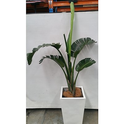 Giant Bird Of Paradise(Strelitzia Nicolai) Indoor Plant With Fiberglass Planter