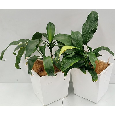 Janet Craig and Madonna Lily Desk/Bench Top Indoor Plants With Fiberglass Planters