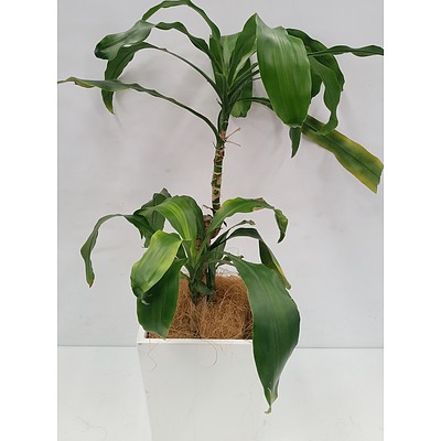 Happy Plant(Dracenea Fragrants Massangeana) Desk/Bench Top Indoor Plant With Fiberglass Planter