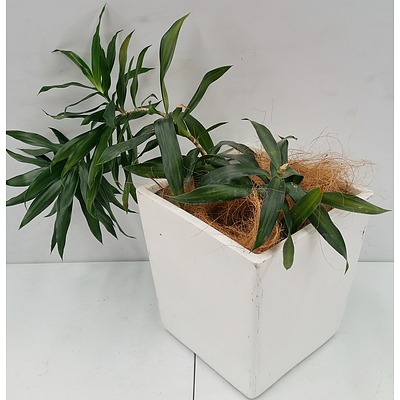 Janet Craig Malay Stripe(Dracaena Reflexa) Desk/Bench Top Indoor Plant With Fibreglass Planter