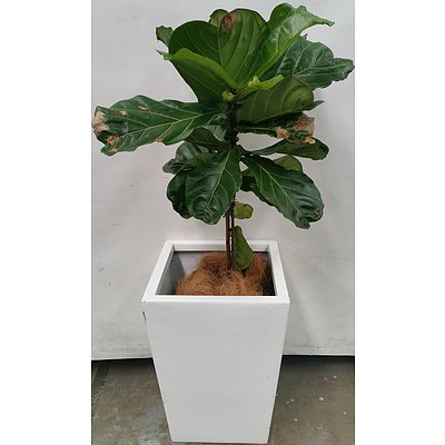 Fiddle Leaf Fig(Ficus Lyrata) Indoor Plant With Fiberglass Planter