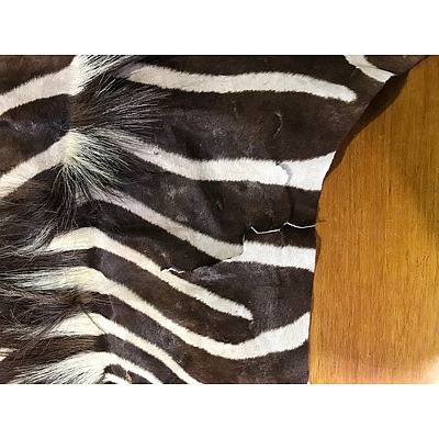 Large Genuine Burchell's Zebra Hide