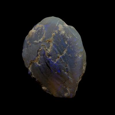 Opalised Shell Fossil