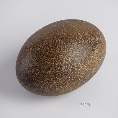 Vintage Emu Egg