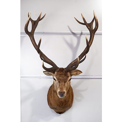 Large Taxidermy Red Deer, Shoulder Mount, Massive 14-Point Imperial, South Island, New Zealand.