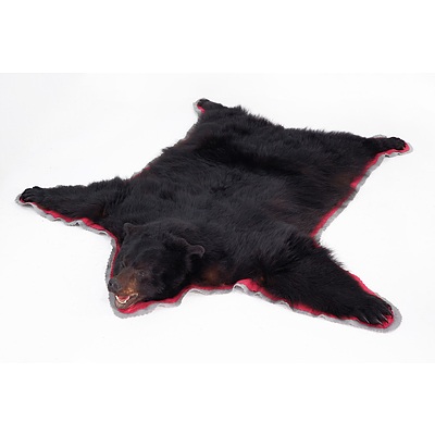Black Bear Skin (Unusually Large), Lined and Edged with Red Felt, Coastal Alaska, USA, Collected 1991