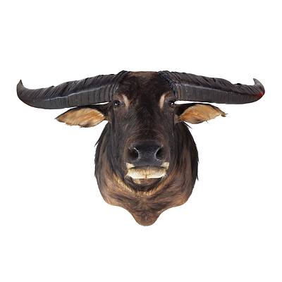Large Taxidermy Buffalo (Unusually Large Horns), Shoulder Mount, Northern Territory.