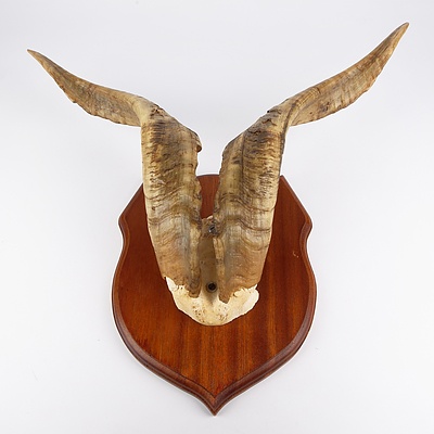 Wild Goat Horns on Timber Shield, New England, NSW