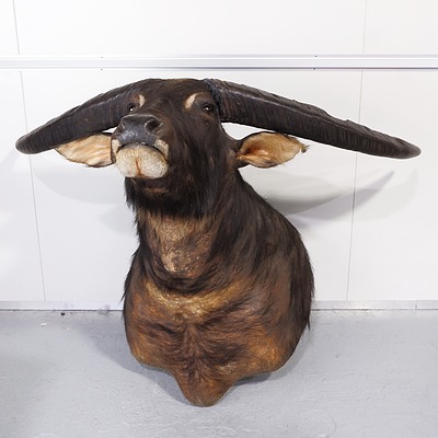 Large Taxidermy Buffalo (Unusually Large Horns), Shoulder Mount, Northern Territory.