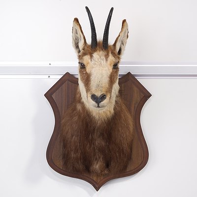 Large Taxidermy Chamois, Shoulder Mount, Southern Alps, NZ.