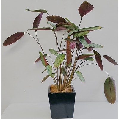 Grey Star(Ctenanthe Setosa) Desk/Benchtop Indoor Plant With Fiberglass Planter Box