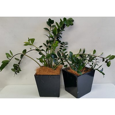 Two Zanzibar Gem(Zamioculus Zalmiofolia) Desk/Bench Top Indoor Plants With Fiberglass Planters
