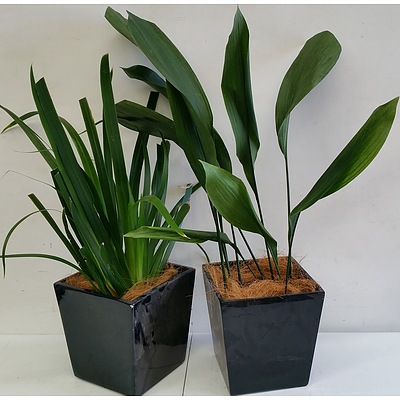 Cast Iron and Brazilian Walking Iris Desk/Benchtop Indoor Plants With Fiberglass Planters