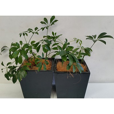 Two Umbrella Tree(Schefflera/Heptapleurum) Desk/Benchtop Indoor Plants With Fiberglass Planters