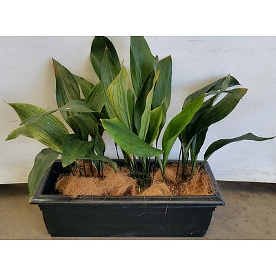 Three Cast Iron(Aspidistra Elatior) Indoor Plants With Black Cotta Trough