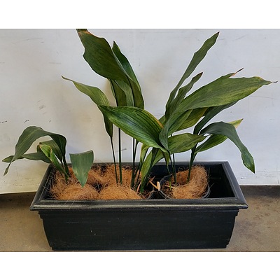 Three Cast Iron(Aspidistra Elatior) Indoor Plants With Black Cotta Trough