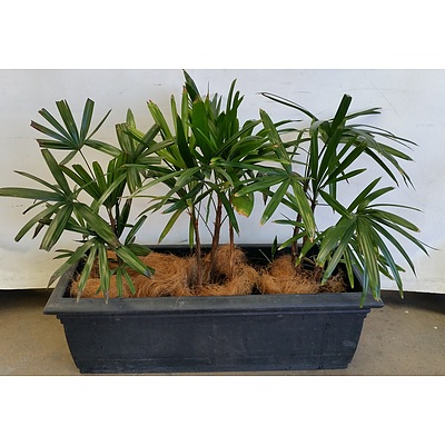 Three Rhapis Palm(Rhapis Excelsa) Indoor Plants With Black Cotta Trough