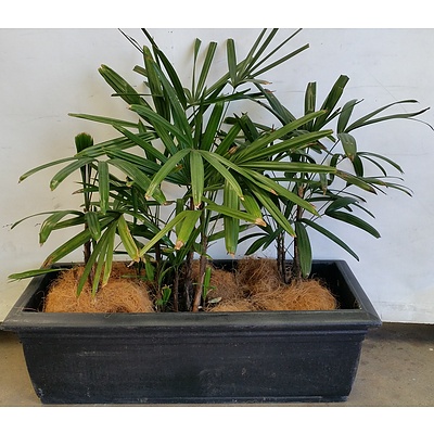 Three Rhapis Palm(Rhapis Excelsa) Indoor Plants With Black Cotta Trough