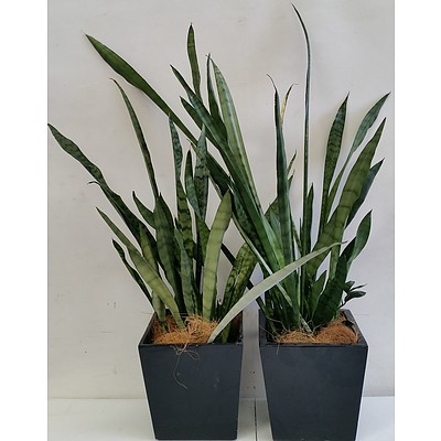 Two Mother In Law's Tongue(Sansavieria) Desk/Bench Top Indoor Plants With Fiberglass Planters