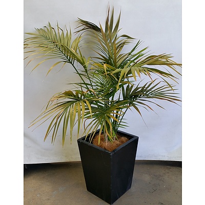 Parlor Palm(Chamaedorea Elegans) Indoor Plant With Fiberglass Planter