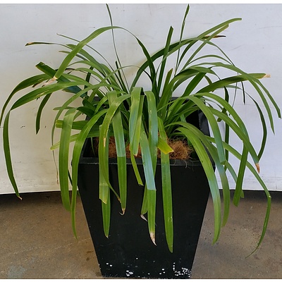 Brazilian Walking Iris(Neomarica Gracilis) Indoor Plant With Fiberglass Planter