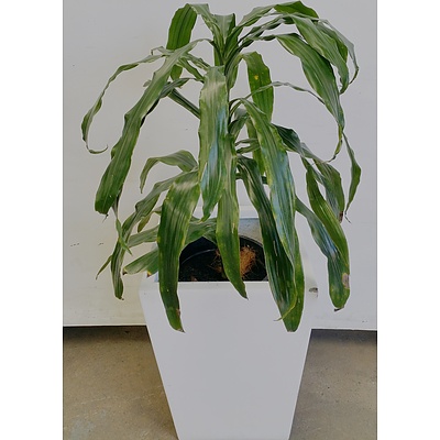 Janet Craig(Dracaena Deremensis) Indoor Plant With Fiberglass Planter