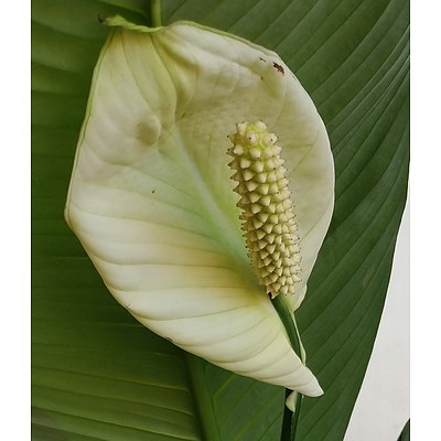 Madonna Lily(Spathiphylum) Indoor Plant with Fiberglass Planter