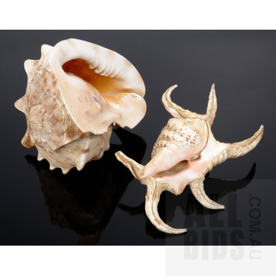 Queen Conch Shell and Another Large Shell