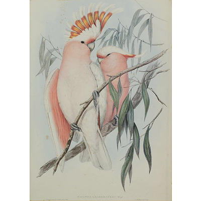 Three Works After John Gould, 'Lacatua Leadbeateri (Major Mitchell Cockatoo);' 'Trichoglossus Rubritorquis (Red-collared Lorikeet);' & 'Platycercus Eximius (Eastern Rosella)' (3)