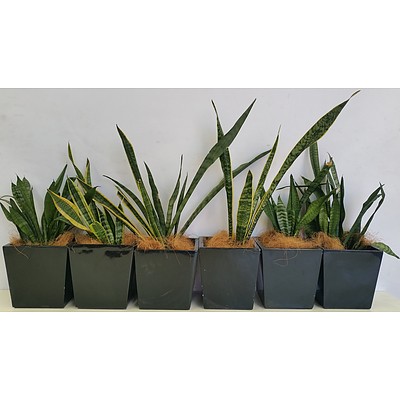 Mother In Law's Tongue(Sansavieria) Desk/Bench Top Indoor Plants With Fiberglass Planters - Lot of Six
