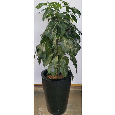 Umbrella Plant(Schefflera/Heptapleurum) Indoor Plant With Fiberglass Planter