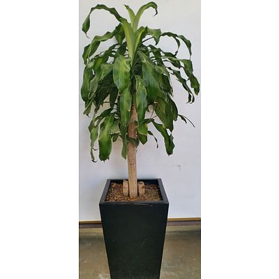 Happy Plant(Dracenea Fragrants Massangeana) Indoor Plant With Fiberglass Planter