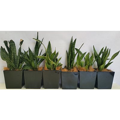 Mother In Law's Tongue(Sansavieria) Desk/Bench Top Indoor Plants With Fiberglass Planters - Lot of Six
