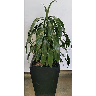 Janet Craig(Dracaena Deremensis) Indoor Plant With Fiberglass Planter