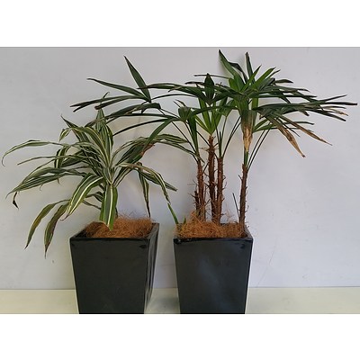 Janet Craig and Rhapis Palm(Rhapis Excelsa) Desk/Bench Top Indoor Plants With Fiberglass Planters