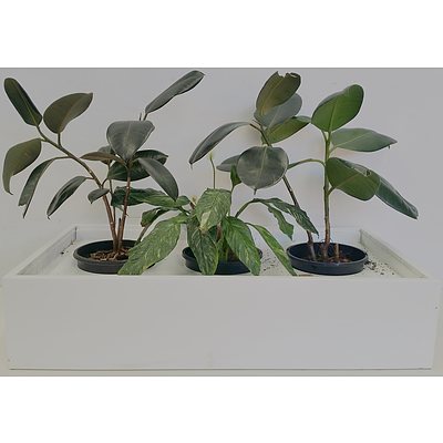 Two Rubber Plants and Madonna Lily Indoor Plants With Metal Tambour Top Planter