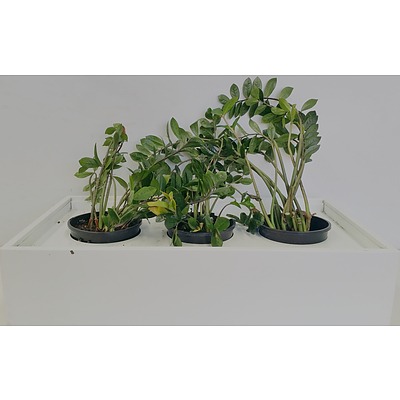 Three Zanzibar Gem(Zamioculus Zalmiofolia) Indoor Plants With Metal Tambour Top Planter
