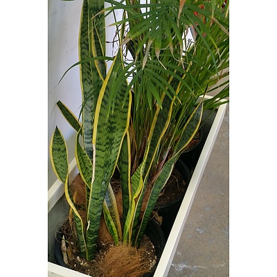 Two Mother In Law's Tongue and Kentia Palm Indoor Plants With Fibreglass Trough