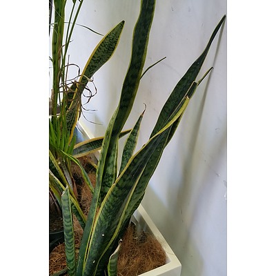 Two Mother In Law's Tongue and Kentia Palm Indoor Plants With Fibreglass Trough