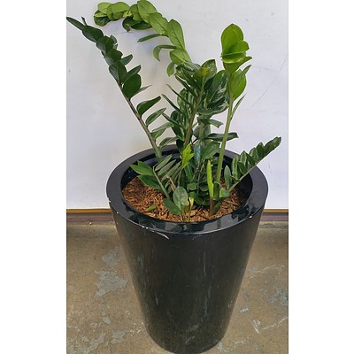 Zanzibar Gem(Zamioculus Zalmiofolia) Indoor Plant With Fiberglass Planter
