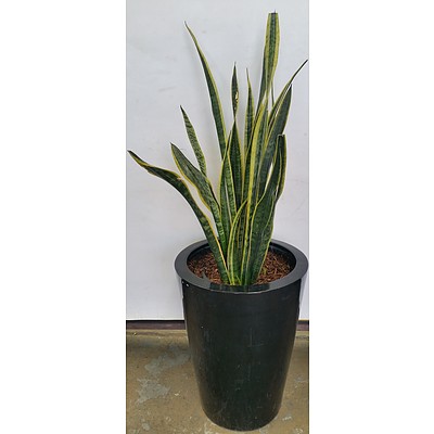 Mother In Law's Tongue(Sansavieria) Plant Indoor Plant With Fiberglass Planter