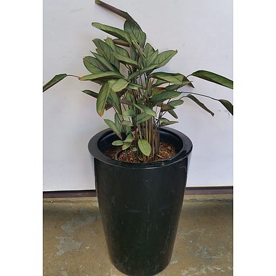 Grey Star(Ctenanthe Setosa) Plant Indoor Plant With Fiberglass Planter