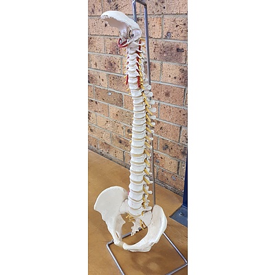 Chiropractors Model Spine with Metal Stand