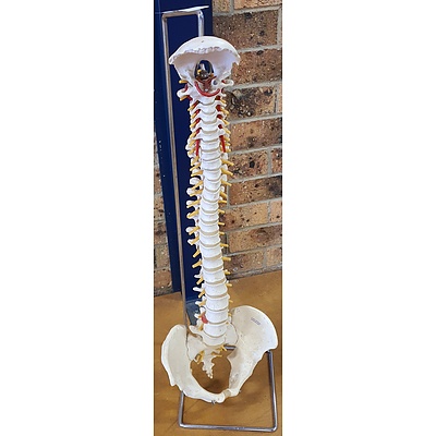 Chiropractors Model Spine with Metal Stand