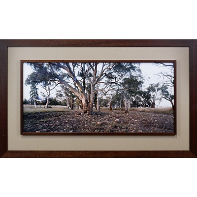 Framed Photograph of Trees