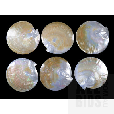Six Large Polished Scallop Shell Entree Dishes