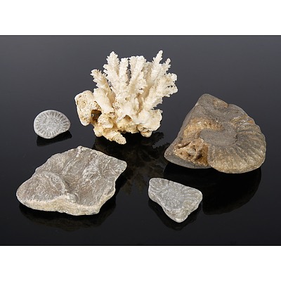 Small Coral Specimen and Four Fossil Specimens